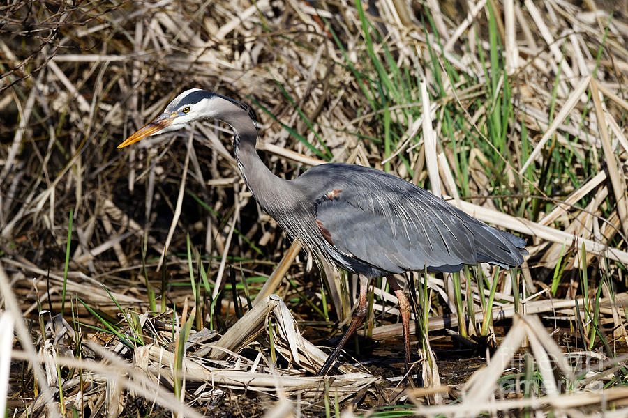 Heron in the Marsh Shadows by Sue Harper Heron in the Marsh Shadows by Sue Harper