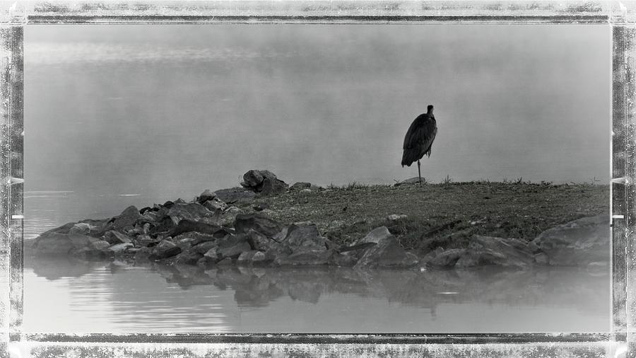 Heron In The Mist Photograph by John Benedict