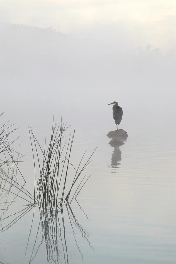 Bird Photograph - Heron In The Morning Mist by Eric Zhang