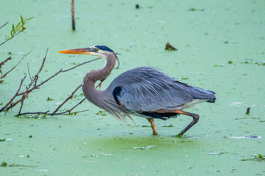 Heron in the Swamp Photograph by Michael Brown - Fine Art America