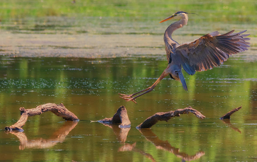 Heron Landing by Richard Kopchock Heron Landing by Richard Kopchock