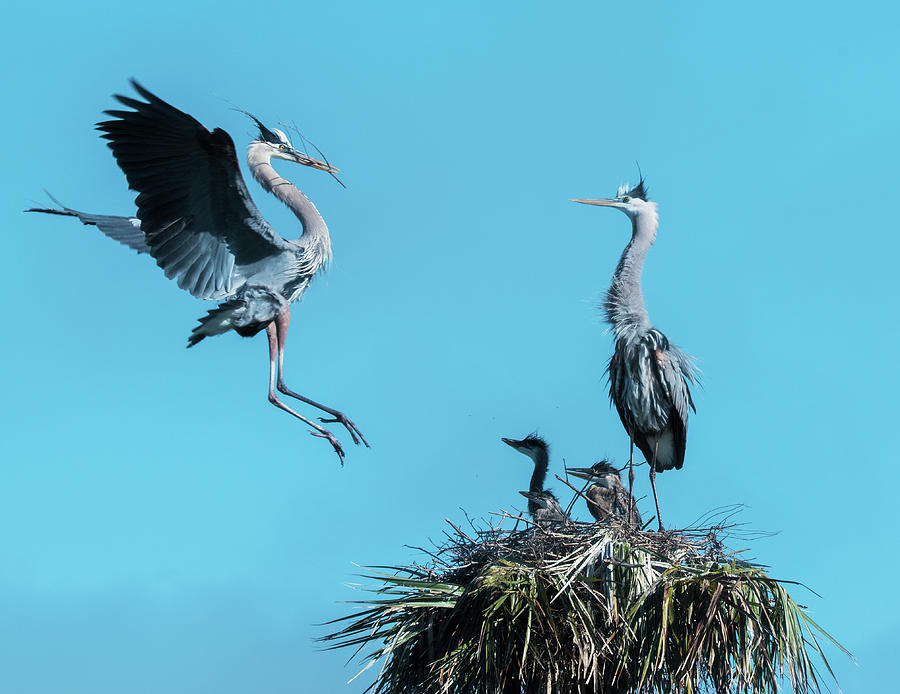 Bird Photograph - Heron Nest Flight by Robert Michaud
