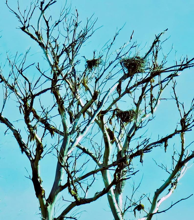 Heron Nests Photograph by Judy Kennedy