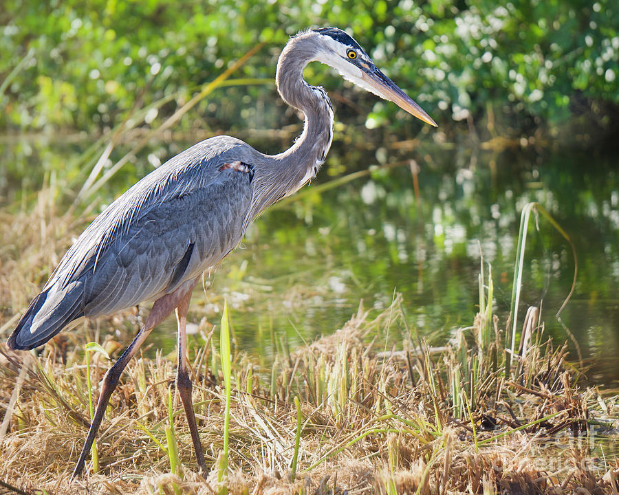 Heron Next To The River Photograph by Judy Kay