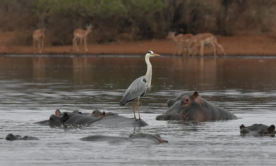 Heron on a Hippo Photograph by Ben Foster