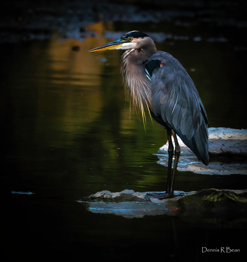 Heron on Rocky River Photograph by Dennis Bean | Fine Art America