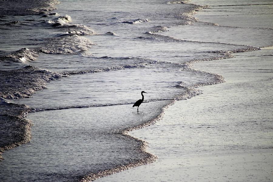 Heron On The Beach Photograph by Cynthia Guinn