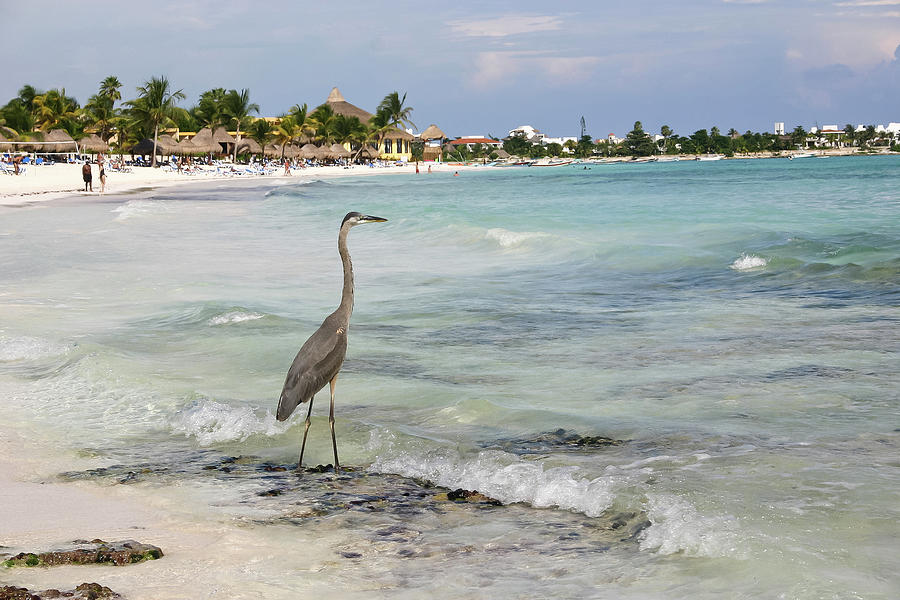 Heron On The Beach Photograph by Ivan Sgualdini