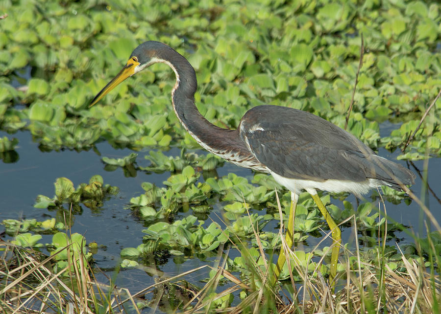 Heron on the Hunt Photograph by Margaret Zabor