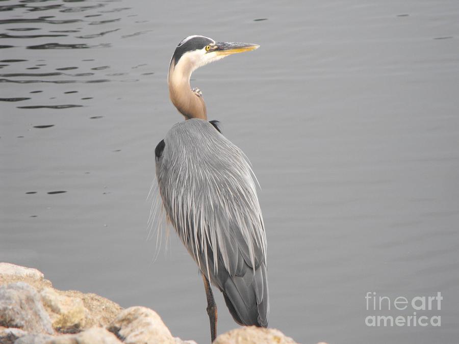 Heron on the River Photograph by Judith Heisler - Fine Art America