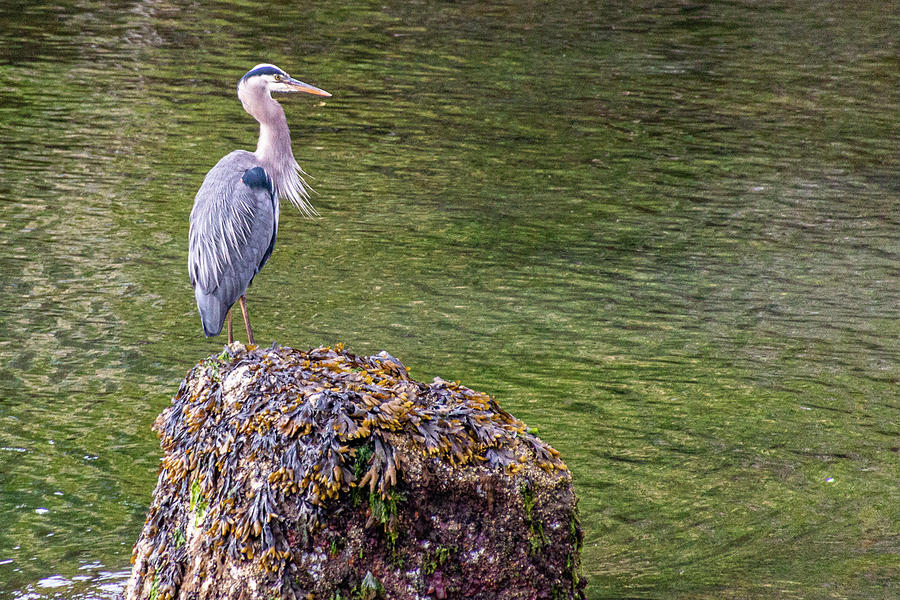 Heron On The Rock by Claude Dalley Heron On The Rock by Claude Dalley
