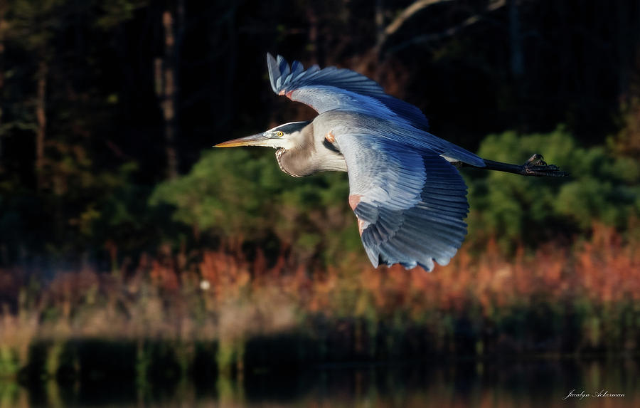 Heron on the Sound Photograph by Jacalyn Ackerman