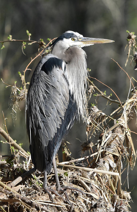 Heron on the Verde Photograph by Ben Foster