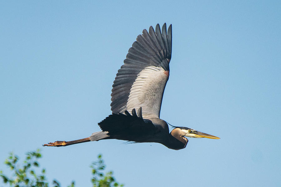 Heron on the Wing Photograph by Mary Ann Artz