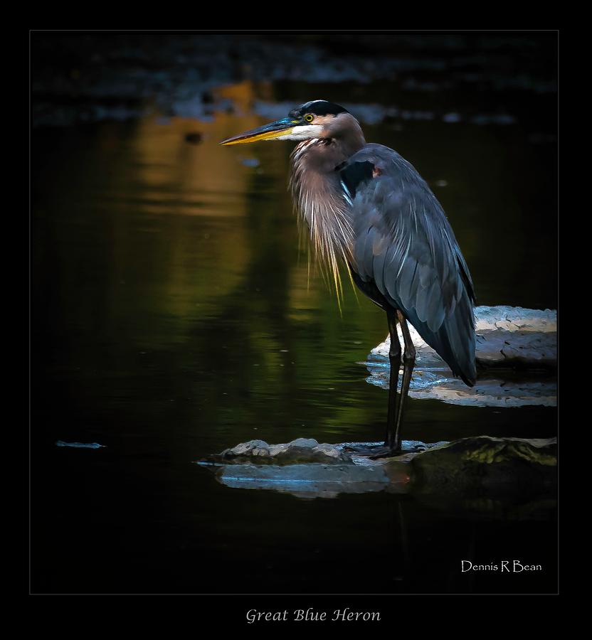 Heron Portrait Photograph by Dennis Bean - Fine Art America