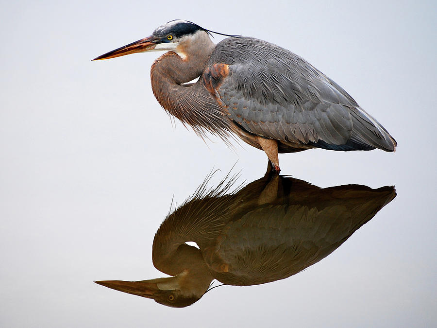 Heron Reflection Photograph by Gail Peck Heron Reflection Photograph by Gail Peck