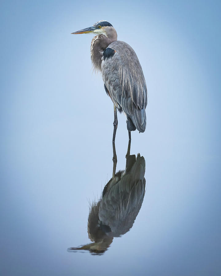 Heron Reflection Photograph by Joe Myeress