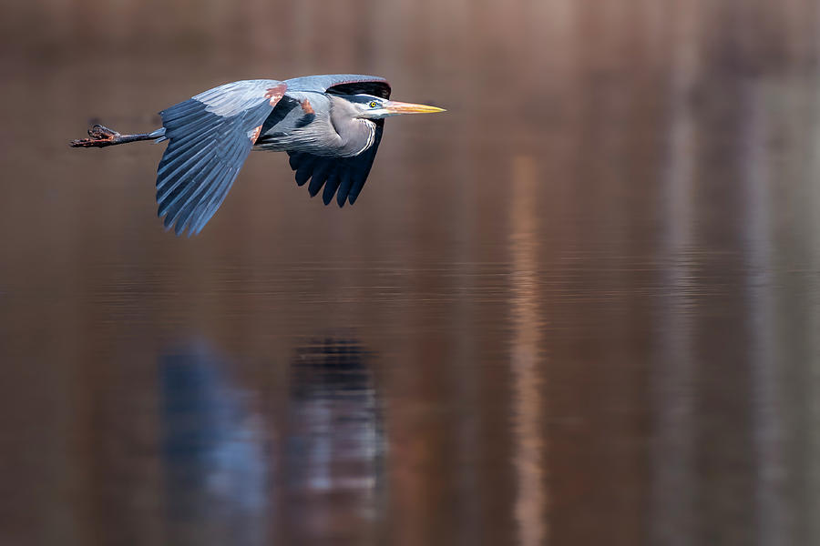Heron Reflections Photograph by Bill Wakeley
