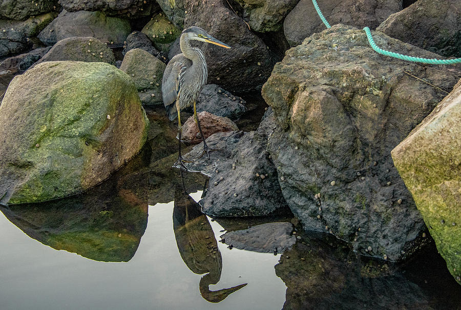 Heron Reflections Photograph by Marcy Wielfaert