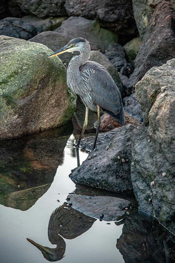 Heron Reflections, Vertical Photograph by Marcy Wielfaert