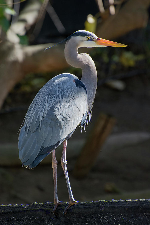 Birds Photograph - Heron Standing In The Sun by John Rowley Birds Photograph - Heron Standing In The Sun by John Rowley