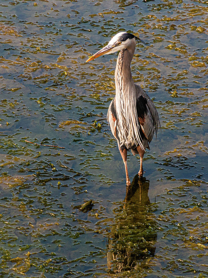 Heron Standing by Claude Dalley Heron Standing by Claude Dalley