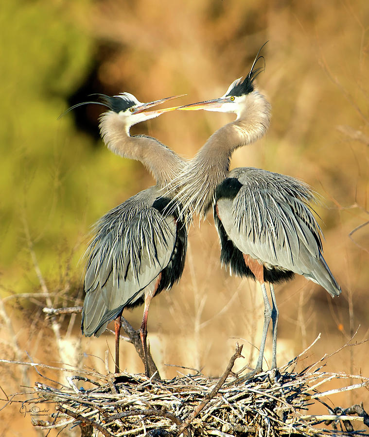 Heron Sweeties Photograph by Judi Dressler