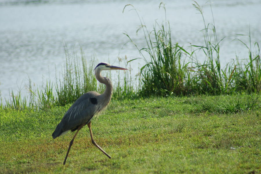 Heron Walk by Stephanie Pieczynski Heron Walk by Stephanie Pieczynski