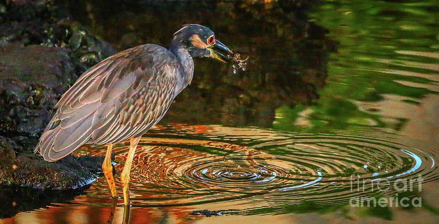 Heron with Breakfast Crab Photograph by Tom Claud