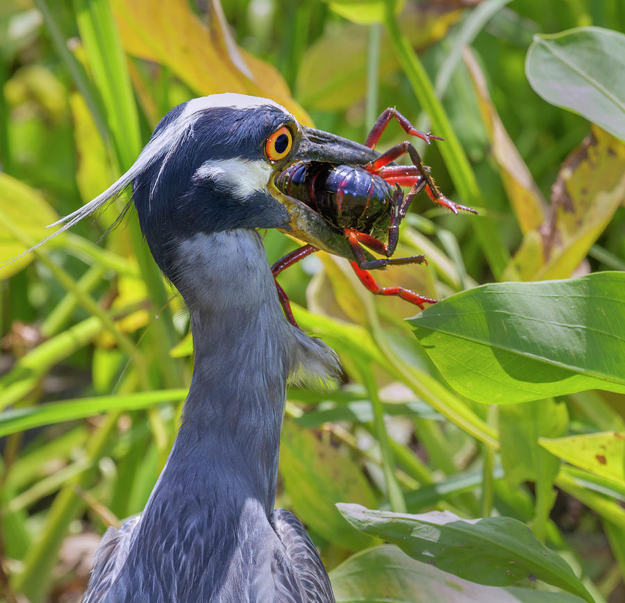 Heron With Crayfish Photograph by Ivan Kuzmin