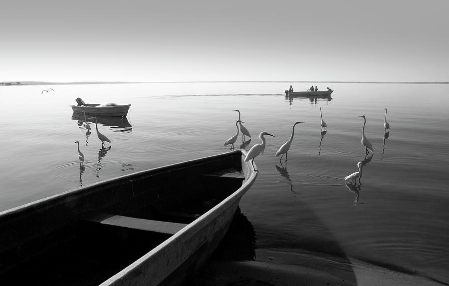 Heron Photograph - Herons And 3 Boats by Moises Levy
