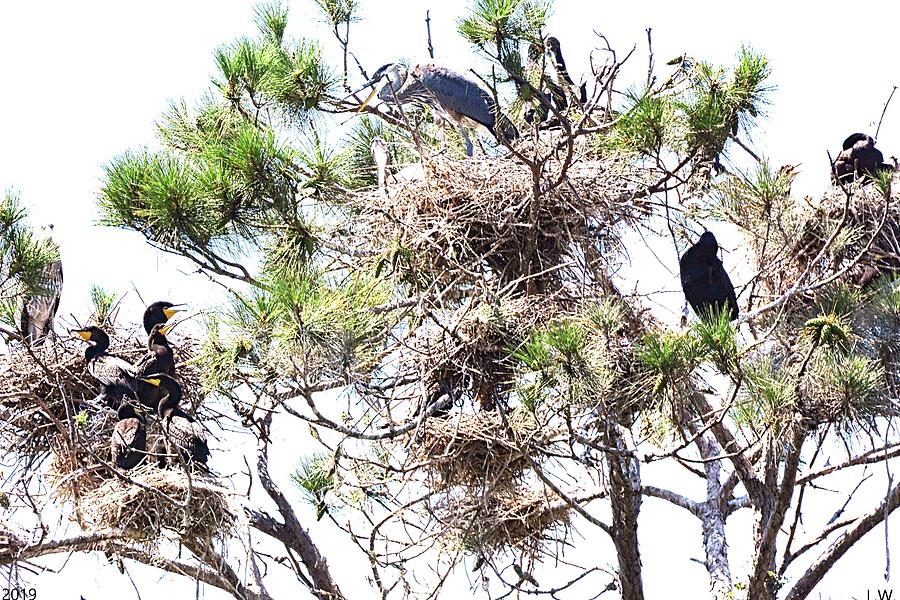 Herons and Cormorants Sharing A Tree by Lisa Wooten Herons and Cormorants Sharing A Tree by Lisa Wooten