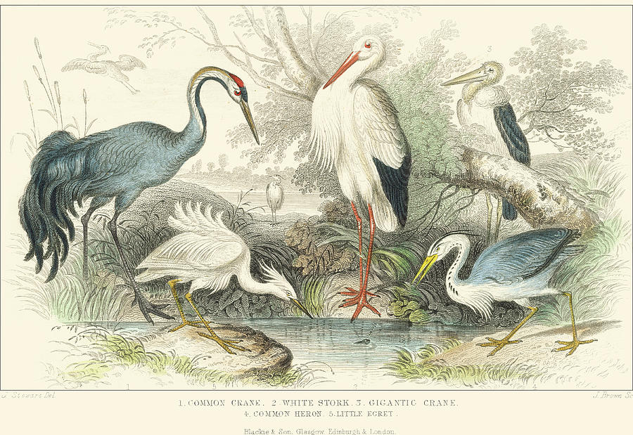 Herons, Egrets & Cranes Painting by J. Stewart Herons, Egrets & Cranes Painting by J. Stewart