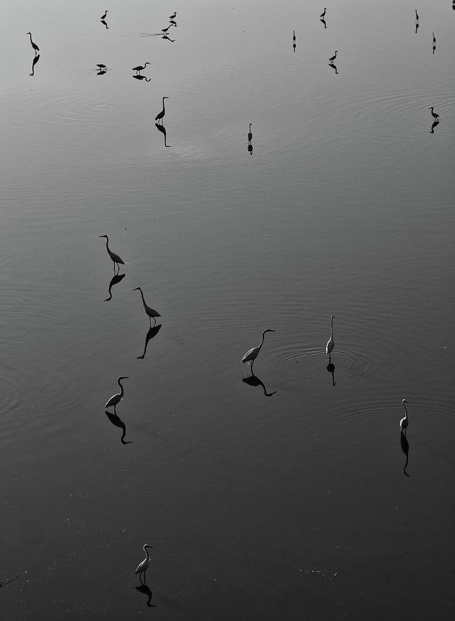 Herons on Lake 367 in Black and White Photograph by Wesley Elsberry