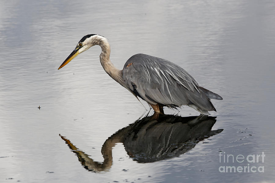 Herons Reflection by Sue Harper Herons Reflection by Sue Harper