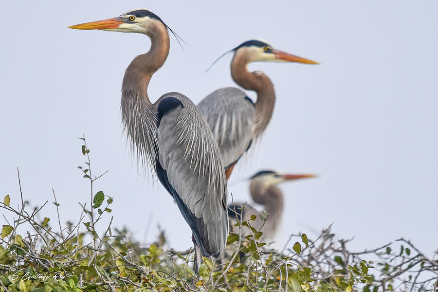 Herons Showing a Little Heart Photograph by Christopher Rice