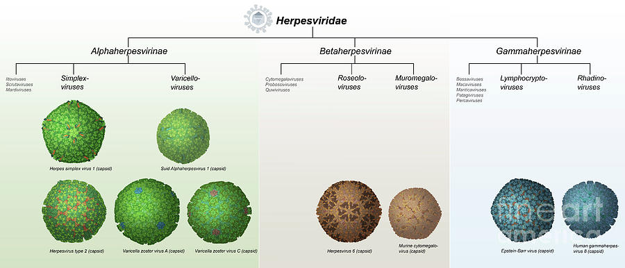 Herpesviridae Viruses Photograph by Simone Alexowski / Science Photo Library