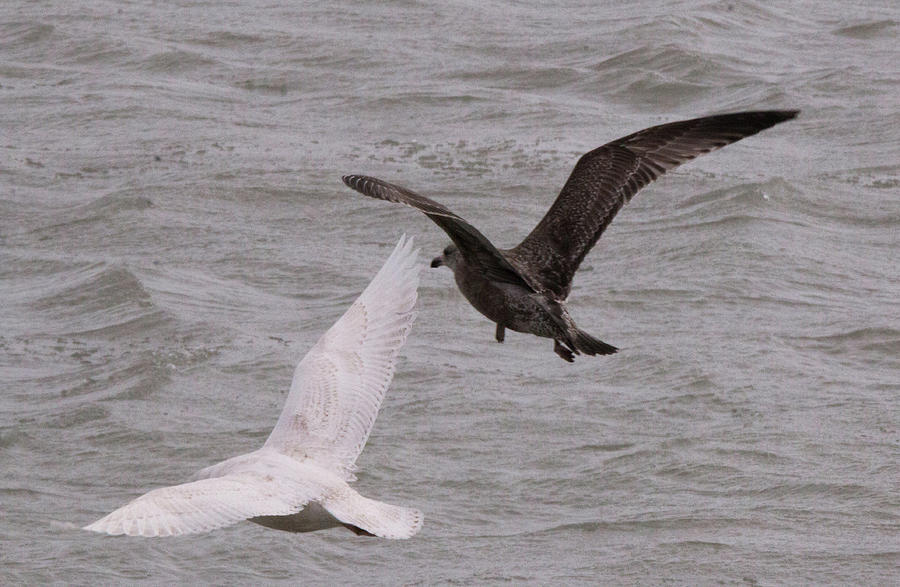 Herring and Iceland Gull Photograph by Safe Haven Photography Northwest