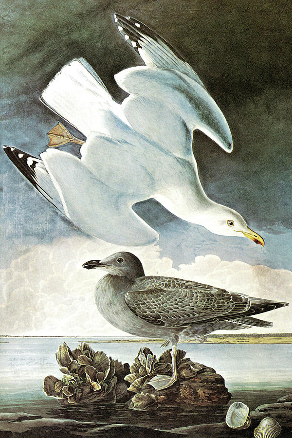 Herring Gull & Black Duck Painting by John James Audubon
