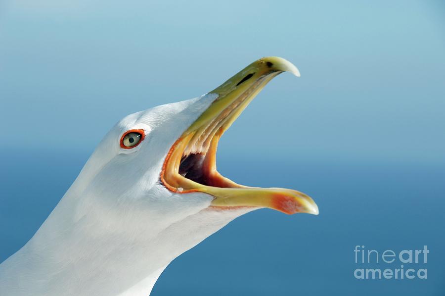 Nature Photograph - Herring Gull by Chris Hellier/science Photo Library