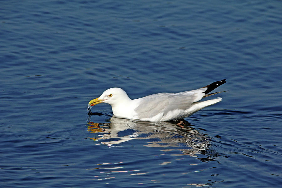 Herring Gull Photograph by Debbie Oppermann