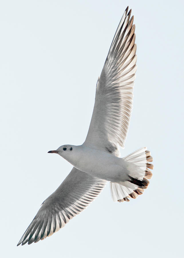 Animals In The Wild Photograph - Herring Gull Flying by Bertrand Demee