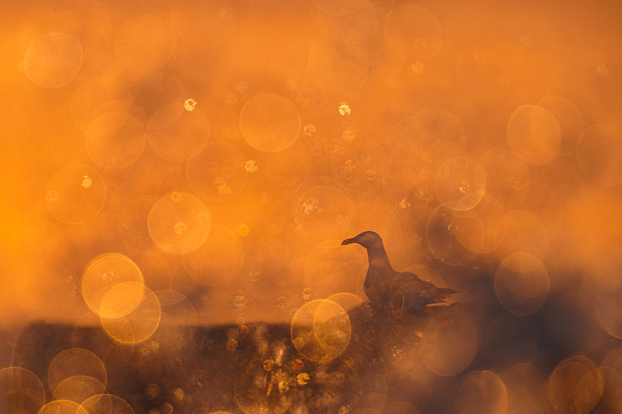Sunset Photograph - Herring Gull In Backlight by Magnus Renmyr