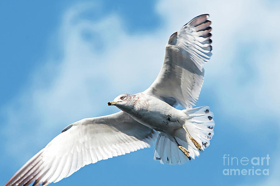 Seagull Photograph - Herring Gull in Flight  by Regina Geoghan