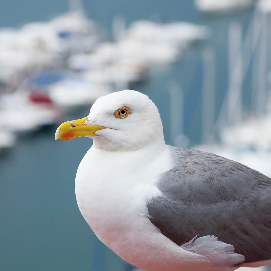 Herring Gull Larus Argentatus Photograph by David C Tomlinson