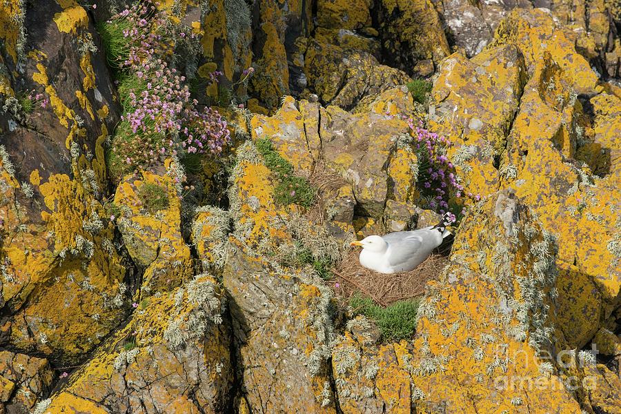 Nature Photograph - Herring Gull On Nest by Andy Davies/science Photo Library