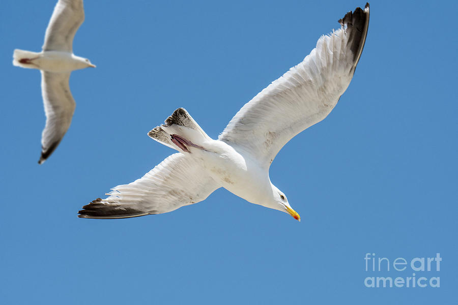 Herring Gulls Photograph by Arterra Picture Library