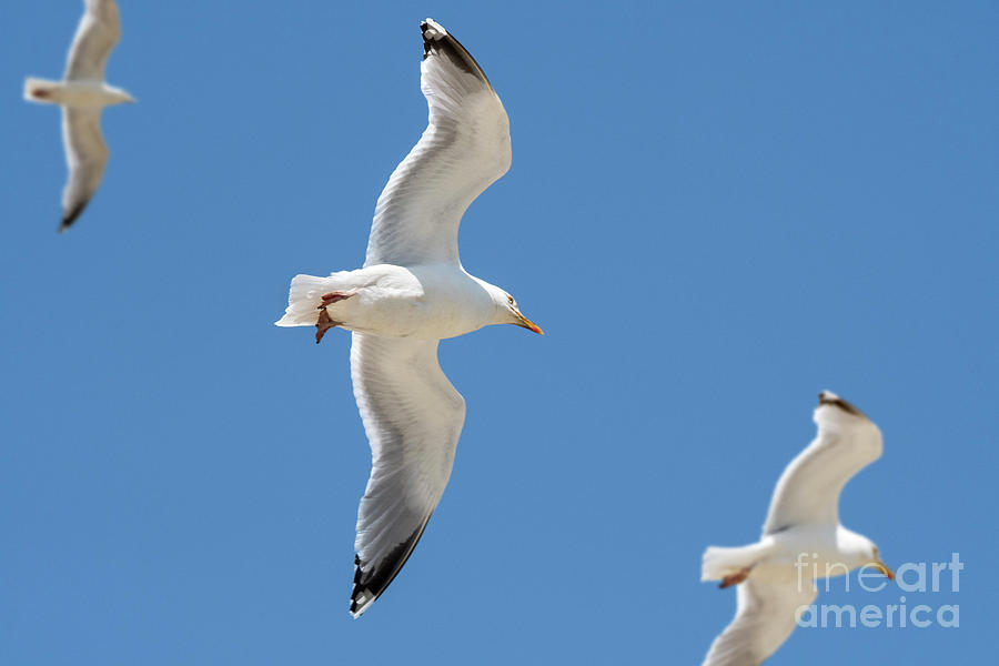 Herring Gulls in Flight Photograph by Arterra Picture Library