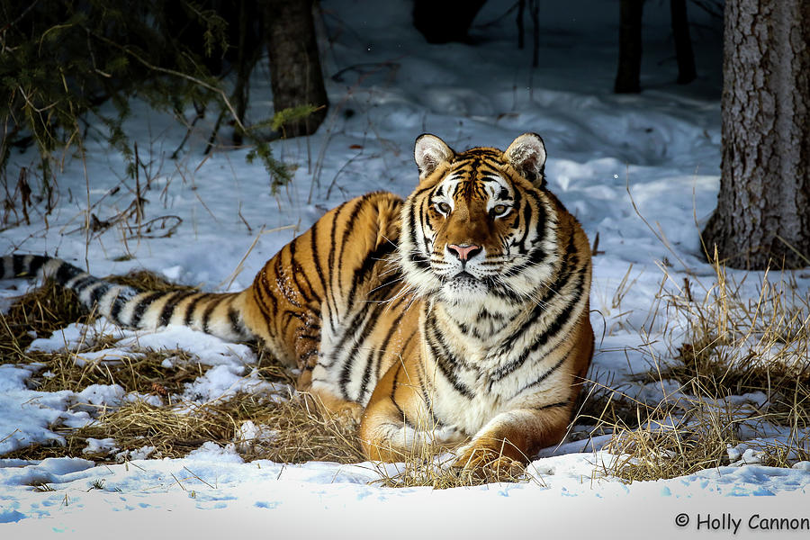 Hershey relaxing Photograph by Holly Cannon | Fine Art America