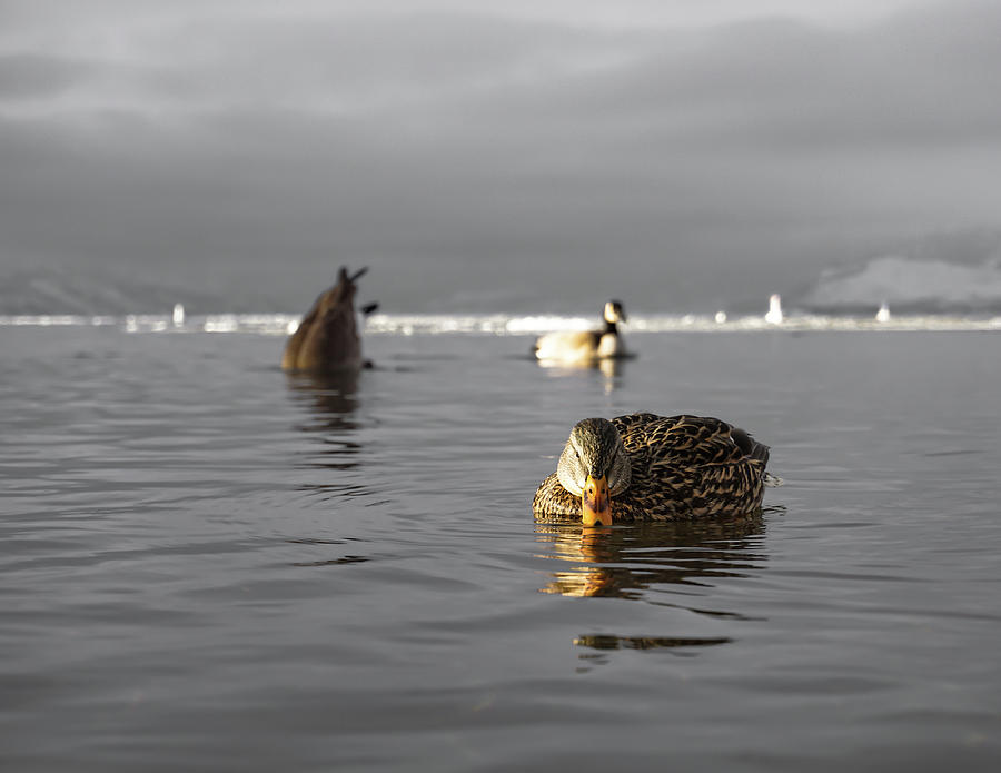 He's Doing it Again, Isn't He by Dave Matchett He's Doing it Again, Isn't He by Dave Matchett